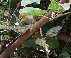 Zosterops poliogastrus