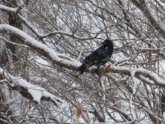 Corvus macrorhynchos