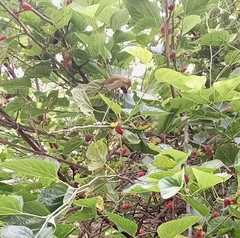 Zosterops poliogastrus