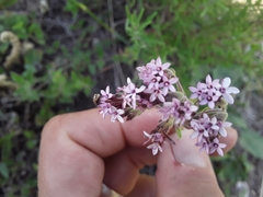 Stevia satureiifolia