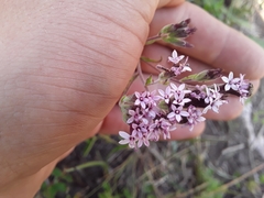 Stevia satureiifolia