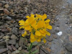 Erysimum amurense