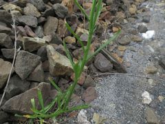 Erysimum amurense