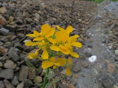 Erysimum amurense
