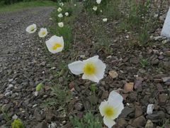 Papaver amurense