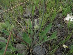 Papaver amurense