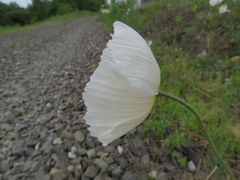 Papaver amurense
