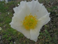 Papaver amurense