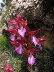 Anacamptis papilionacea papilionacea