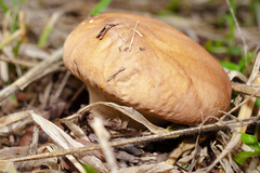 Calvatia rugosa