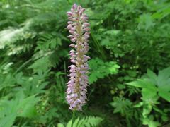 Bistorta manshuriensis