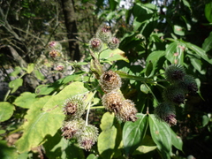 Arctium × ambiguum
