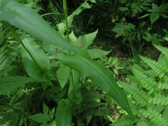 Bistorta manshuriensis