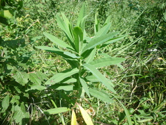 Euphorbia salicifolia