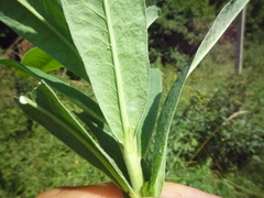 Euphorbia salicifolia