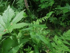 Bistorta manshuriensis