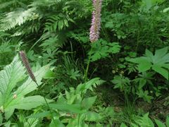 Bistorta manshuriensis