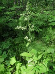Veratrum dahuricum