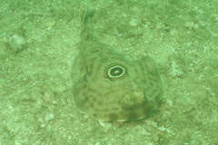 Diplobatis ommata