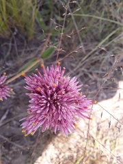 Gomphrena pulchella