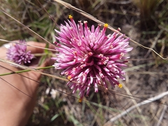 Gomphrena pulchella