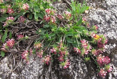 Anthyllis vulneraria rubriflora