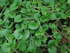 Chrysosplenium pilosum