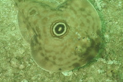 Diplobatis ommata