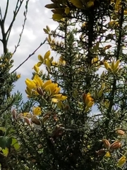 Ulex europaeus