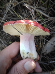 Russula rhodopus
