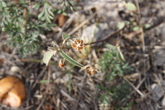Melhania oblongifolia