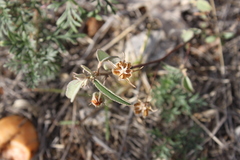 Melhania oblongifolia