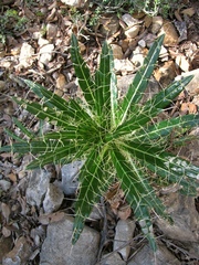 Ptilostemon casabonae