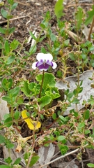 Viola eminens