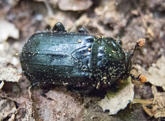Nicrophorus humator
