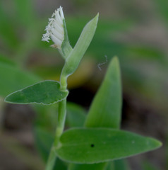 Thuarea involuta