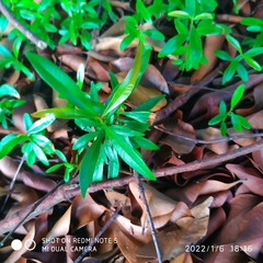 Syzygium myrtifolium