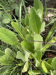 Senecio hochstetteri