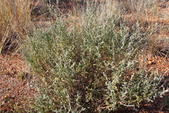 Pterocaulon sphacelatum