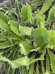 Senecio hochstetteri