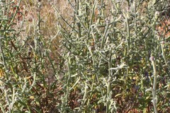Pterocaulon sphacelatum