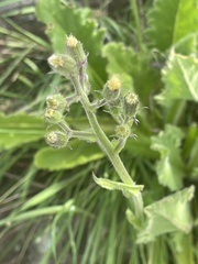 Senecio hochstetteri