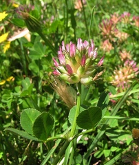 Trifolium spumosum