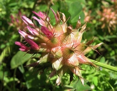Trifolium spumosum