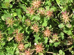 Trifolium spumosum