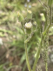 Senecio hochstetteri