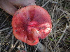 Russula rhodopus