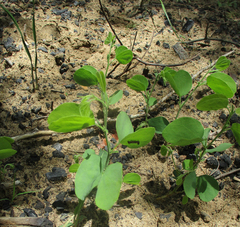 Bauhinia petersiana