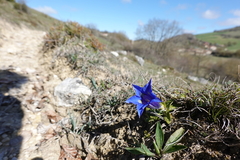 Gentiana occidentalis