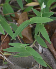 Thuarea involuta